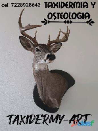 servicio-profesional-de-taxidermia-en-naucalpan-clasf-aficiones-y-ocio-big-0