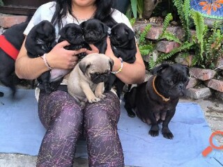 Pug negros mes 1 12 , papas a la vista, tlalpan en México Ciudad De | Clasf animales