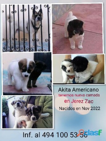 en-venta-casa-nueva-por-cantia-alberia-en-aguascalientes-clasf-animales-big-1