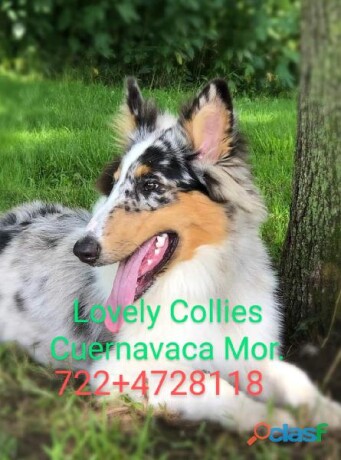 los-cachorros-de-raza-rough-collie-lassie-en-cuernavaca-clasf-animales-big-0