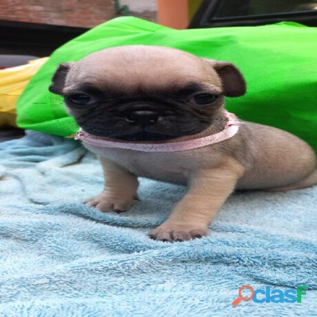 cachorro-pug-cervato-en-cuernavaca-clasf-animales-big-0