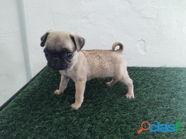 cachorro-pug-cervato-en-cuernavaca-clasf-animales-big-1