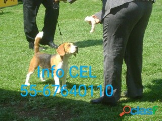 Cachorros beagle de padres con pedigree internacional en Cuernavaca | Clasf animales