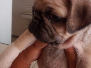 Venta de cachorros pug en Ecatepec De Morelos | Clasf animales