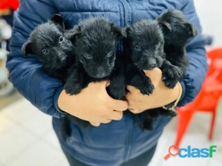 Scottish terrier escocés en Ecatepec De Morelos | Clasf animales