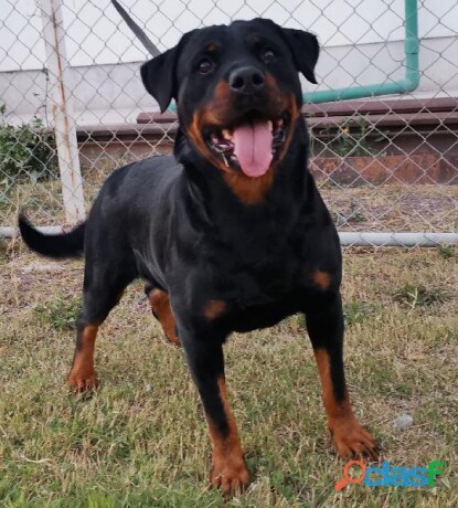 rottweiler-hembra-con-pedigree-internacional-en-ecatepec-de-morelos-clasf-animales-big-0