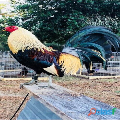 gamefarm-for-sale-en-ensenada-clasf-animales-big-0