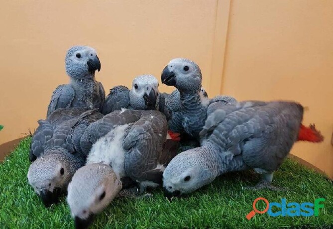 loros-grises-africanos-para-un-buen-hogar-en-ensenada-clasf-animales-big-2