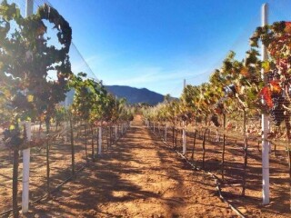 Ventas de lotes en viñas san josé valle en Ensenada | Clasf animales