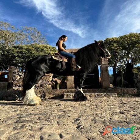 venta-de-caballos-importados-en-guadalajara-clasf-animales-big-0