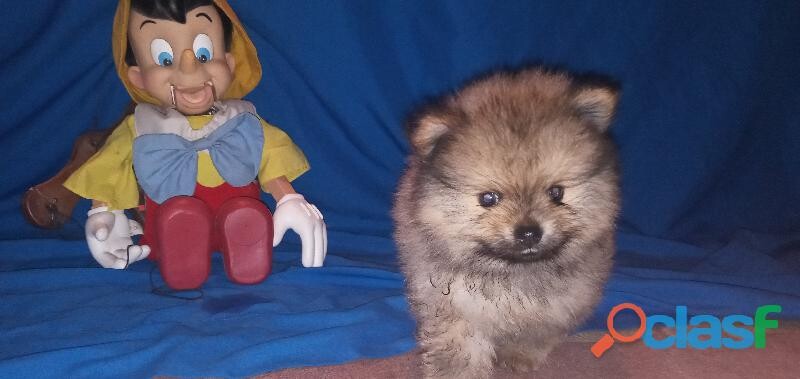 pomeranias-cachorros-machos-en-guadalajara-clasf-animales-big-0