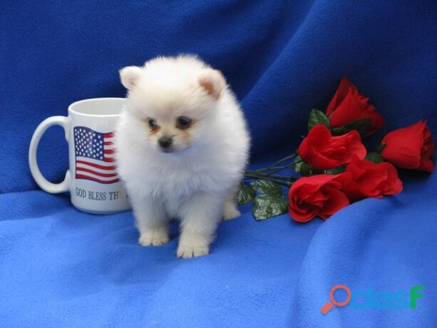 hermoso-pomeranian-imperial-akc-de-pura-raza-en-mexicali-clasf-animales-big-0