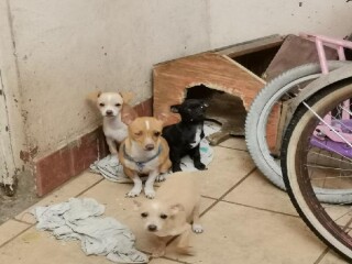 Cachorros chihuahuas en Nezahualcóyotl | Clasf animales