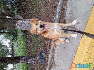 Adiestramiento canino hayaku en Nezahualcóyotl | Clasf animales