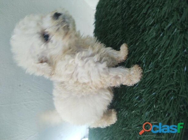 french-poodle-minitoy-en-puebla-clasf-animales-big-0