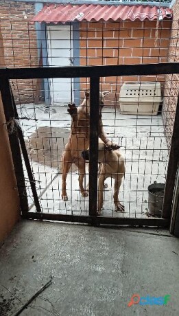 perros-presa-canario-en-queretaro-clasf-animales-big-1