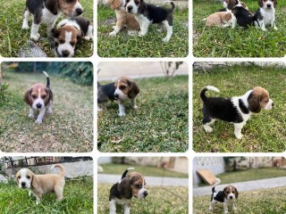 Cachorritos beagle machos en Saltillo | Clasf animales