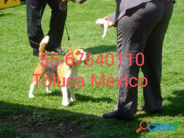 cachorros-beagle-de-papas-con-pedigree-de-fcm-en-toluca-clasf-animales-big-0