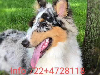 Cachorros rough collie "lassie" de padres akc registrados raza pura en Toluca | Clasf animales