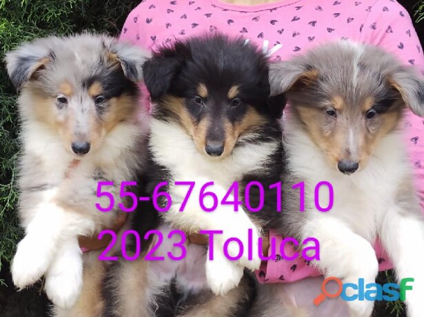 pastor-de-escocia-rough-collie-lassie-en-toluca-clasf-animales-big-0