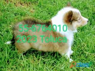 Cachorros rough collie lassie papis con pedigree akc en Toluca | Clasf animales