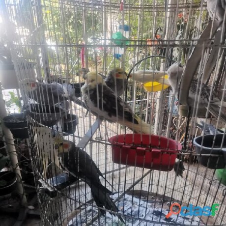 casa-en-venta-en-moretto-en-torreon-clasf-animales-big-1