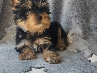 Hermoso yorkshire terrier en Tuxtla Gutierrez | Clasf animales