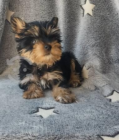 hermoso-yorkshire-terrier-en-tuxtla-gutierrez-clasf-animales-big-0