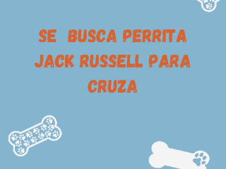 Busco perrita jack russell en Zapopan | Clasf animales