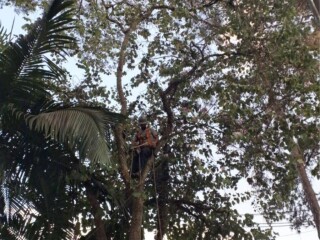 Poda e Remoção de Arvore em Santo André Barra Funda RS - Serviços especializados 